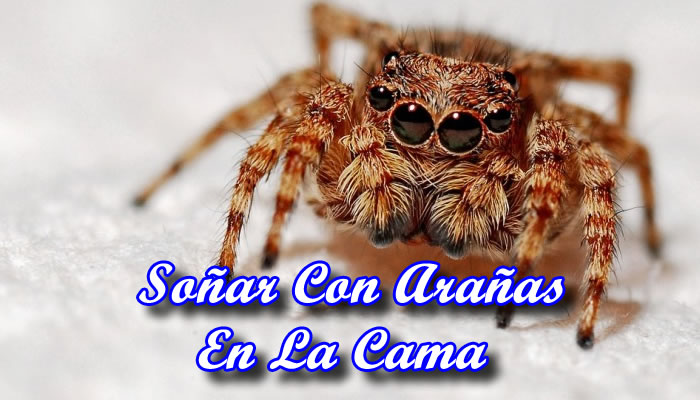 Soñar Con Arañas En La Cama: Significados E Interpretaciones