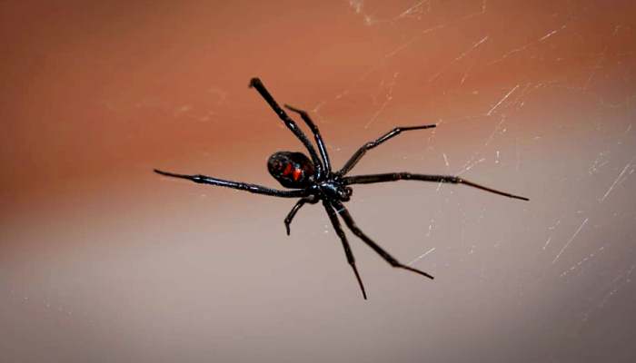 Soñar con arañas de color negro