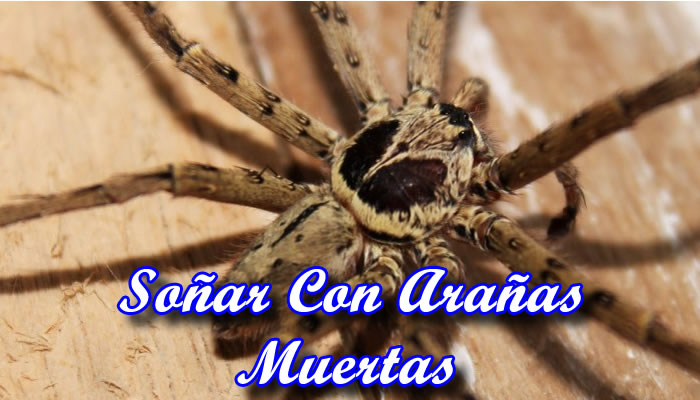 Soñar Con Arañas Muertas O Matarlas: Significado Y Más