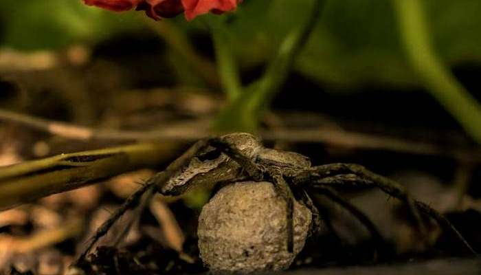Soñar Con Arañas Muertas O Matarlas: Significado Y Más