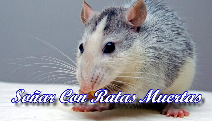 Soñar Con Ratas Muertas: Significado, Interpretaciones Y Más