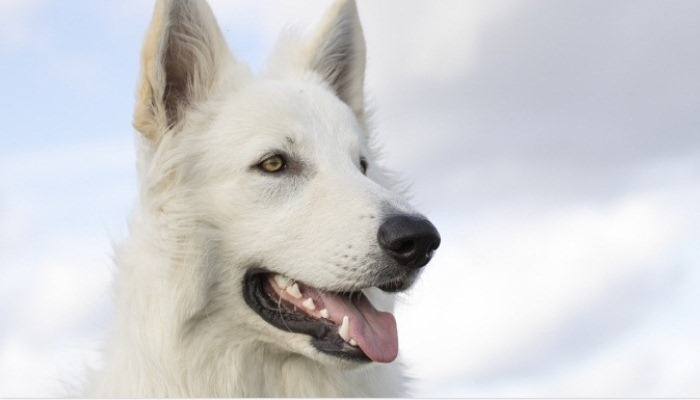 Visión orínica de perros blancos