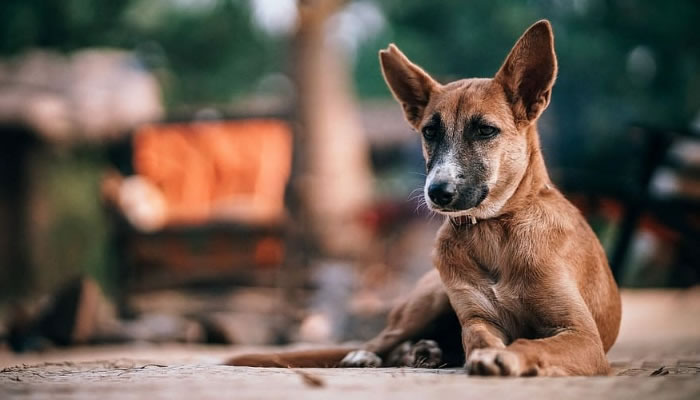 Soñar Con Un Perro Herido: Simbolismo, Y Más