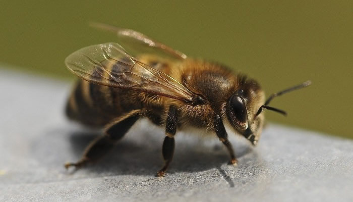 Sueños de abejas en el cuerpo