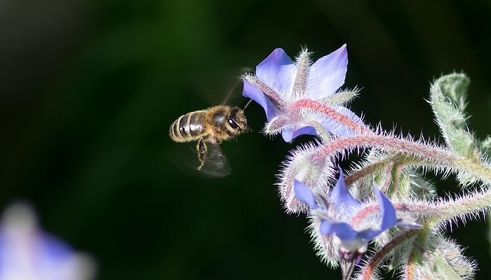 Sueños donde persigo a una abeja