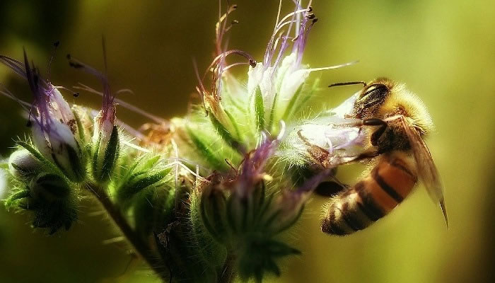 sueños con abejas que te pican en la cara