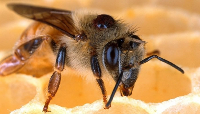 Sueños con abejas y miel