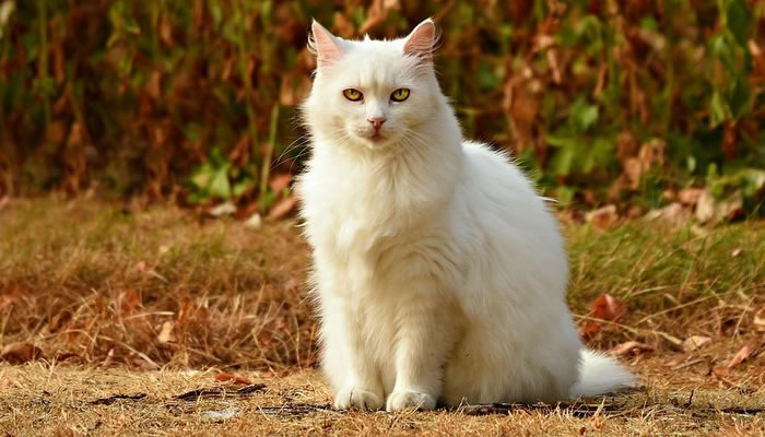 Significado de ver gatos blancos grandes y pequeños en sueños