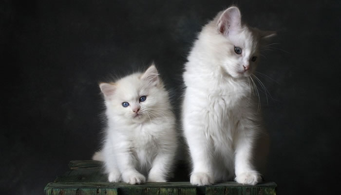 Qué significa ver gatos bebes y blancos en sueños