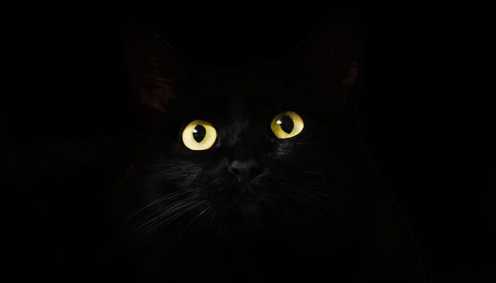 Significado de soñar con un gato negro que te mira