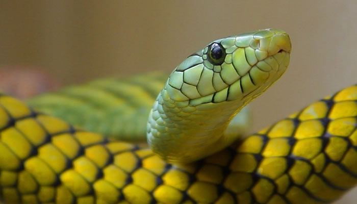 Sueños con serpientes de color amarillo significado