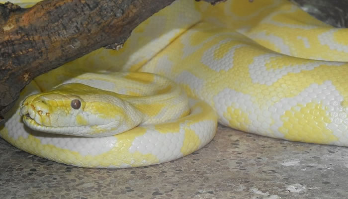 Significado de soñar con serpientes amarillas grandes