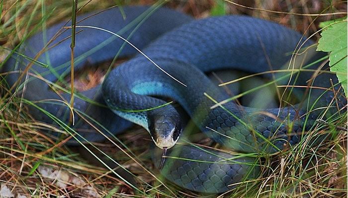 Qué significa soñar con una serpiente azul pequeña