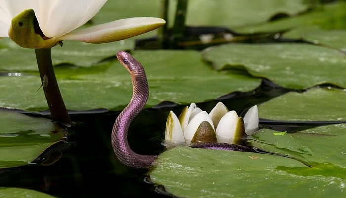 Sueños con una serpiente que te ataca en el agua