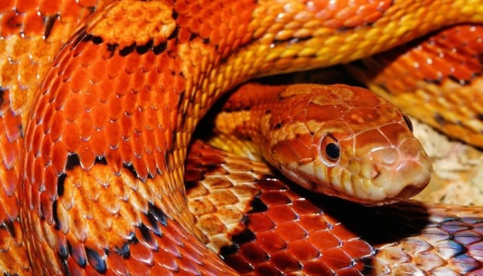 Qué significa soñar con una serpiente roja y blanco