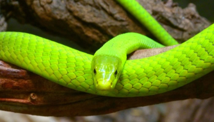 Significado de soñar con una serpiente verde oscuro