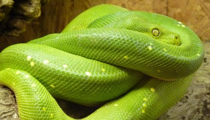 Qué significan los sueños donde una serpiente verde me persigue