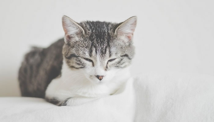 Qué significan los sueños con un gato enfermo
